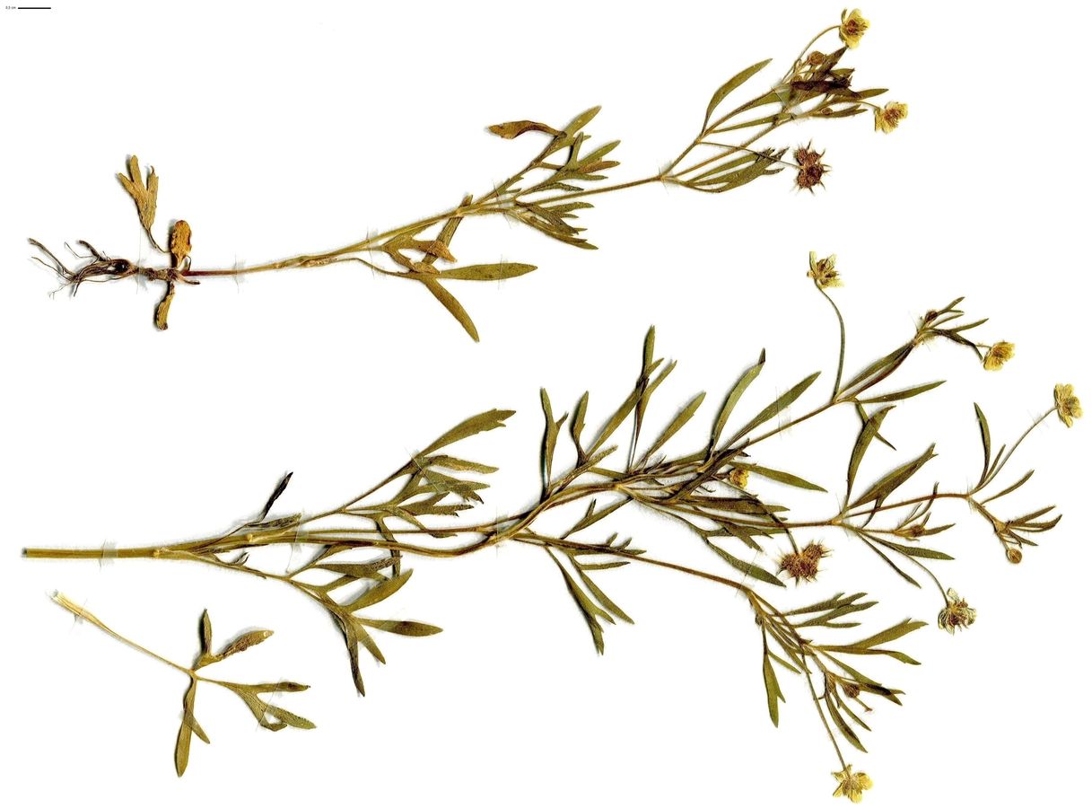 Ranunculus arvensis (Ranunculaceae)